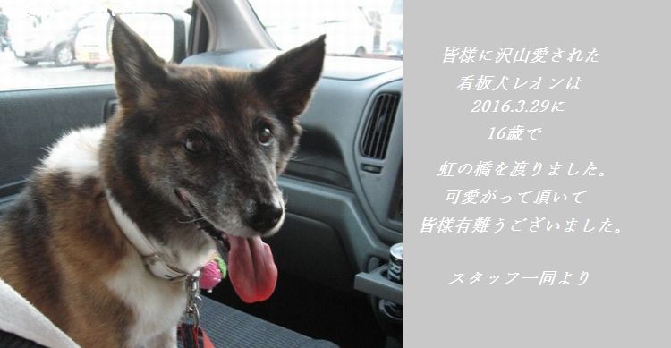 看板犬のレオンちゃん。迷ってきてから16年スタッフとして頑張りました。