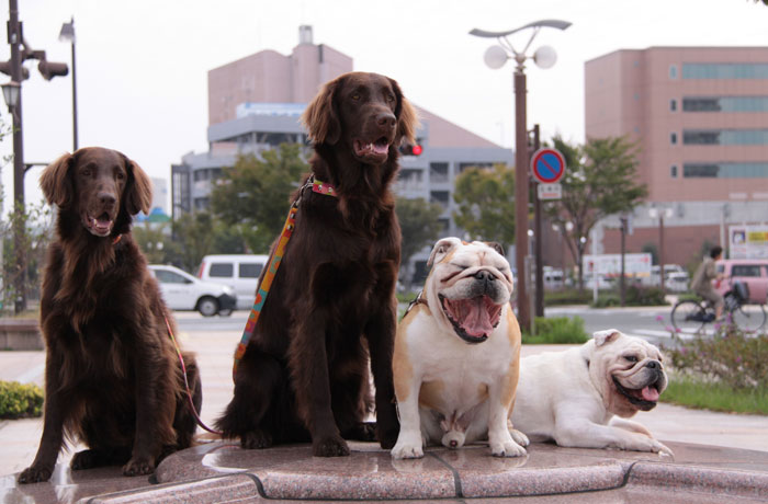 看板犬たち。みんなで遊びにきてね！