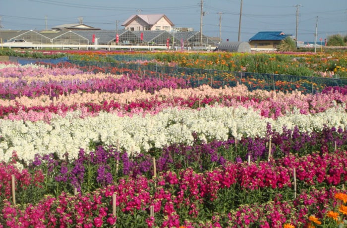 周辺には、お花畑もあります。