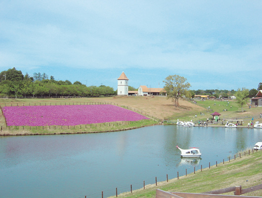 きれいな芝桜。