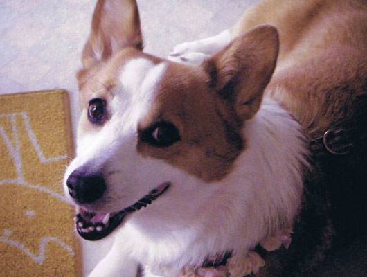 看板犬のミルクちゃん。2009年秋に、お母さんになりました！