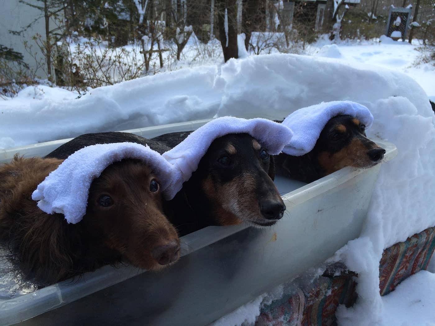 ミニダックスのメタ、ふぇー、ラムと一緒に遊ぼうよ！