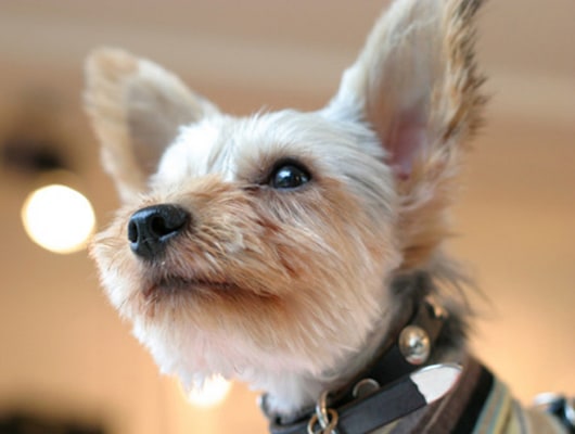 Rocket Dog 群馬県 おでかけ情報 Honda Dog Honda Rocket Dog 群馬県 おでかけ情報 Honda Dog Honda