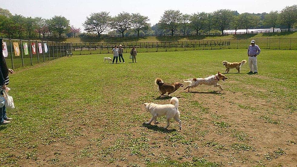 中は、中型犬用・大型犬用に分かれています。