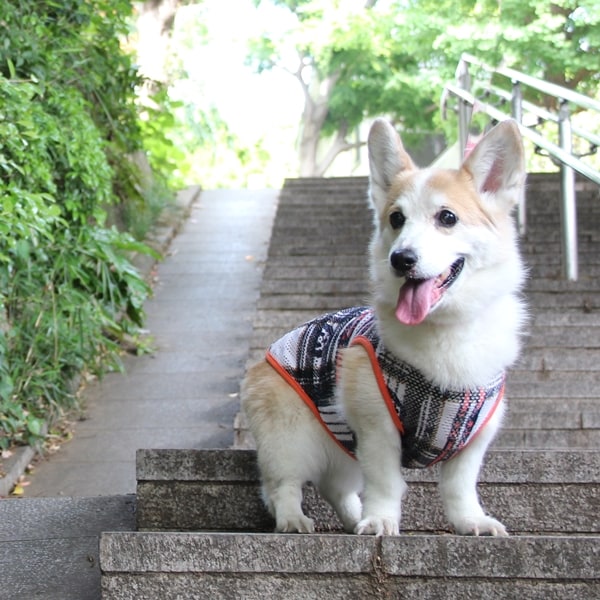 可愛いお洋服もたくさんそろえています！