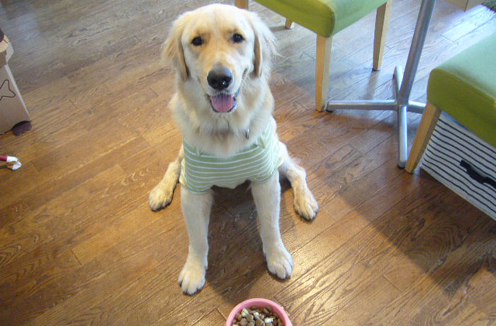 看板犬ともども、お待ちしております！