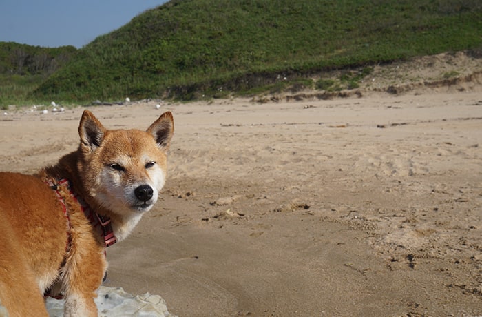 看板犬のサキちゃん。オフシーズンなら目の前の浜辺で遊べます！