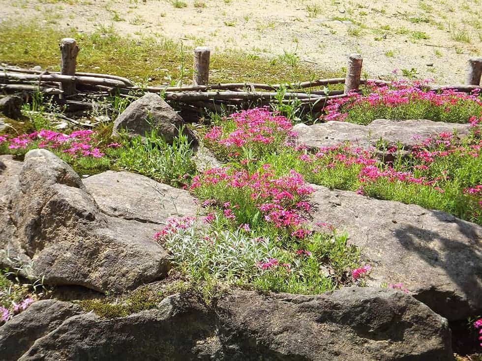 春になればたくさんのお花が見ることができます