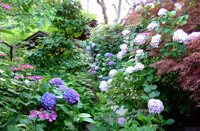 紫陽花が咲く庭園。1,000〜1,500本もの紫陽花が開花する様も圧巻です。