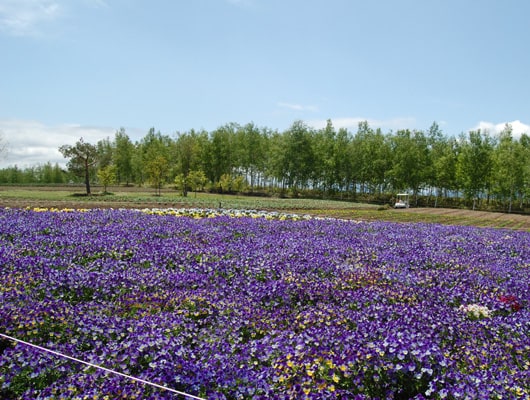 広々とした花畑。わんこと一緒に散歩を楽しみましょう。