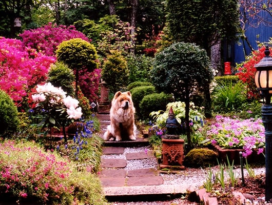 春の庭にたたずむ、看板犬 のんのんちゃん。