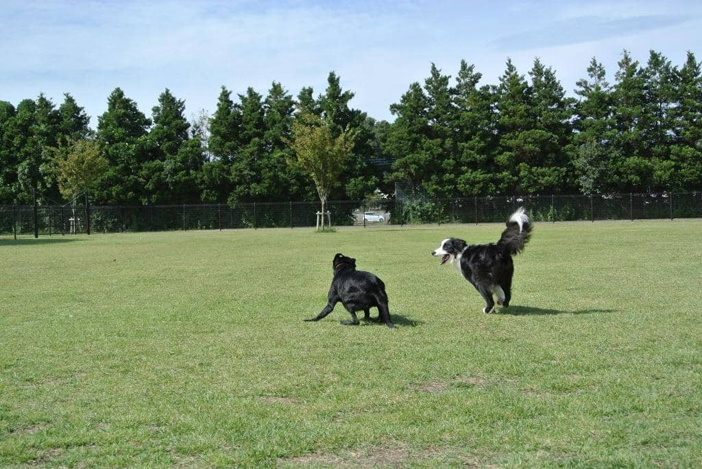 ふなばしアンデルセン公園 ドッグラン 千葉県 おでかけ情報 Honda Dog Honda