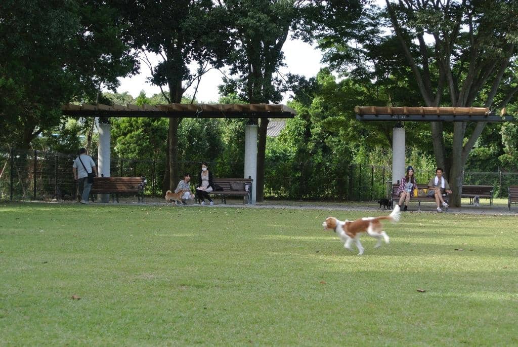 ふなばしアンデルセン公園 ドッグラン 千葉県 おでかけ情報 Honda Dog Honda