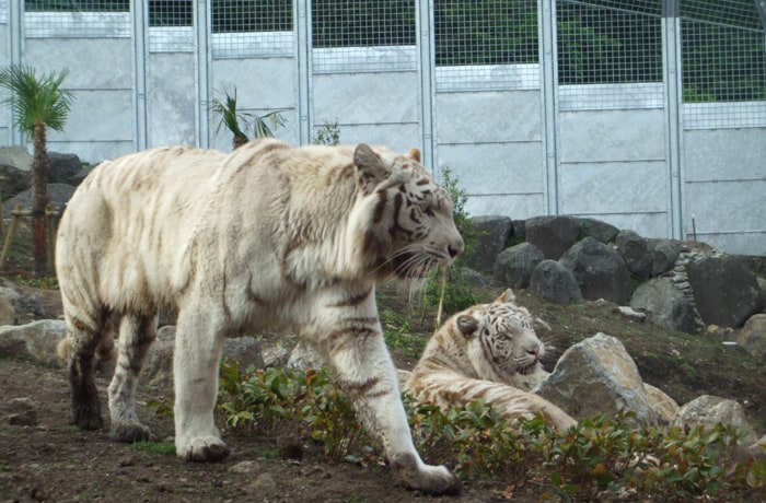 大人気のホワイトタイガー！ガラス張りの展示場では猛獣たちが大接近！