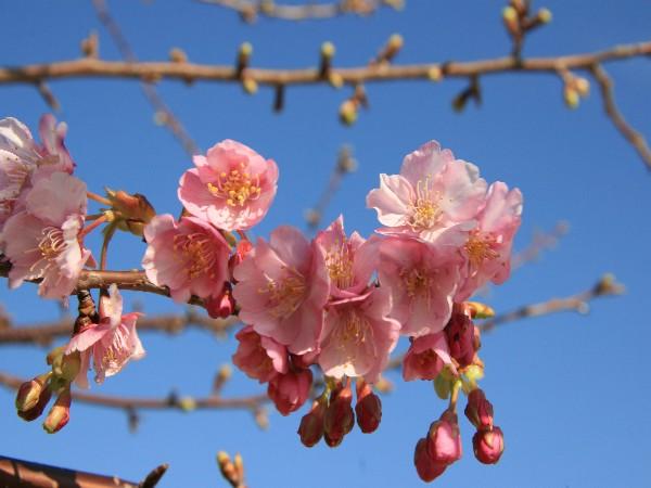 濃いピンクの可憐な花の河津桜。