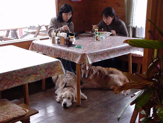 わんこ同伴可能な店内席は2テーブルあり、大型犬でもゆったりできる広さです。