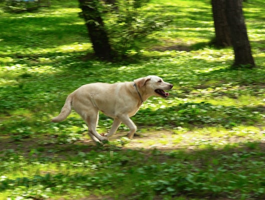 富士の自然の中をのびのび走ってリフレッシュ！
愛犬に合わせたドッグランで思いっきり遊ぼう！