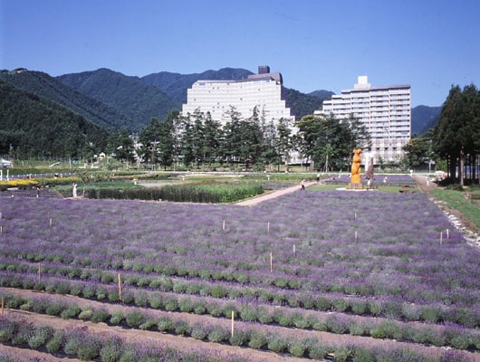 初夏にはラベンダーが一面埋め尽くします。