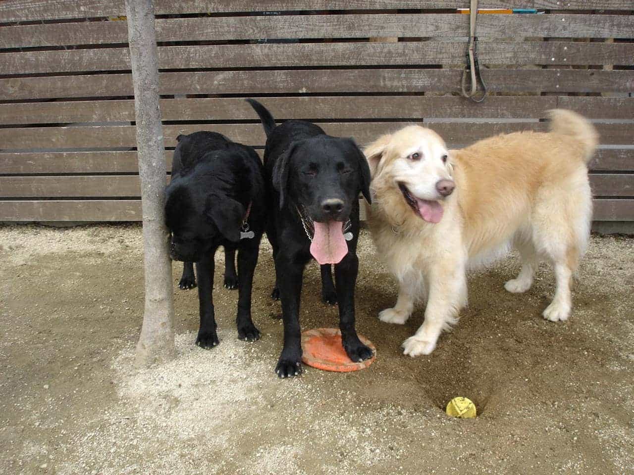 看板犬 リバー･ゴホ･リク そして看板猫のトラ･シロは毎日出勤！みなさまのご来店をお待ちしております