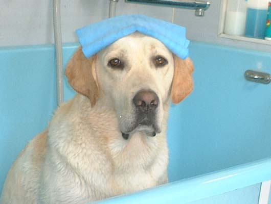 超大型犬もシャンプーできるグルーミングコーナーもあります。