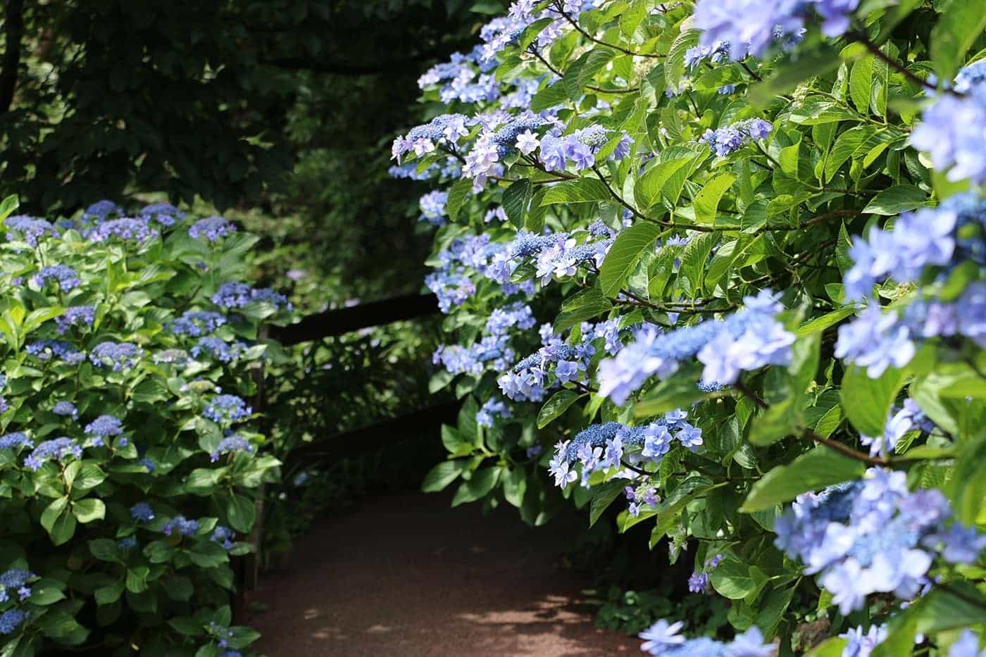 伊豆 四季 の 花 公園 あじさい