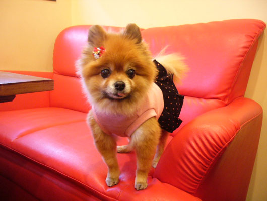 看板犬のチャッピーちゃん。とってもキュート！