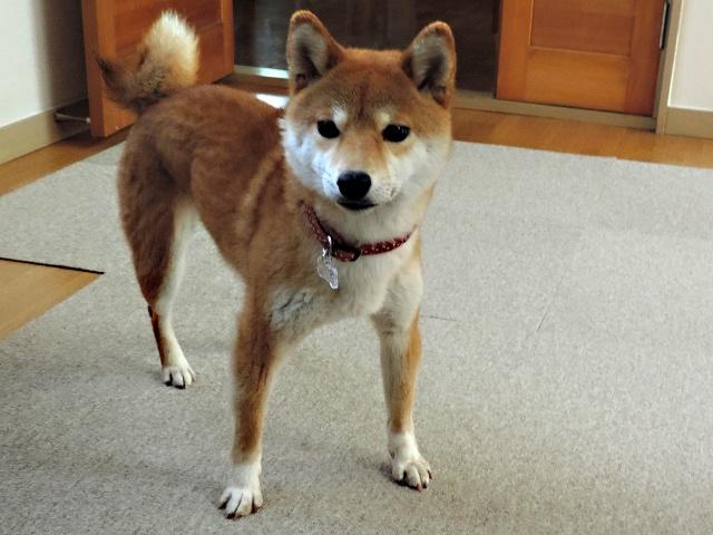 看板犬のあずきちゃん。一緒に遊んでくださいね！