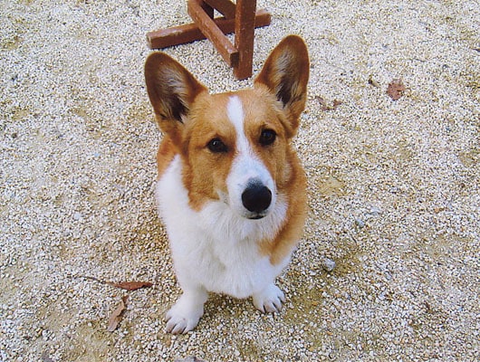 看板犬の2代目ポテくん。