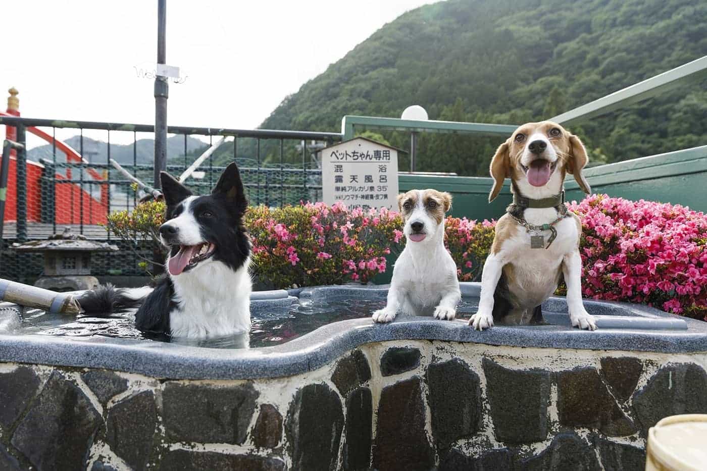 わんこ専用露天風呂があります。