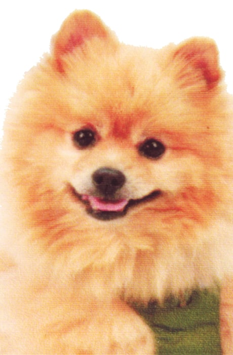 看板犬の優ちゃんは5歳の時にお店で保護されました。大切な家族です。