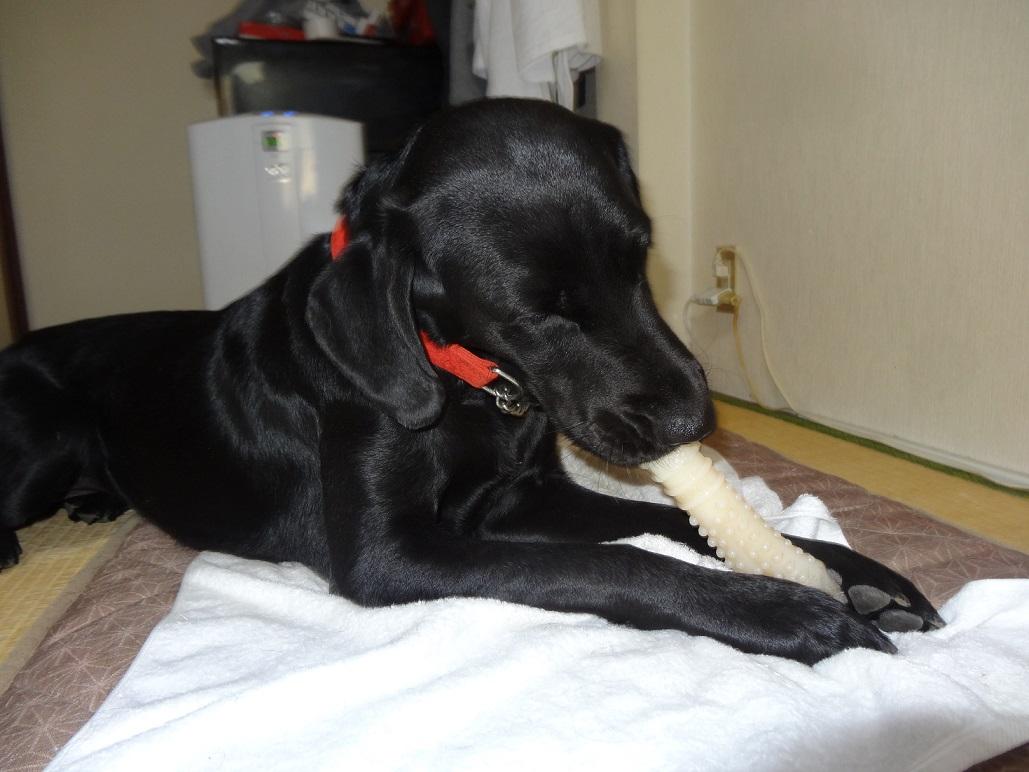 キャリアチェンジ犬黒ラブすず1歳がモルゲン3代目看板犬です！