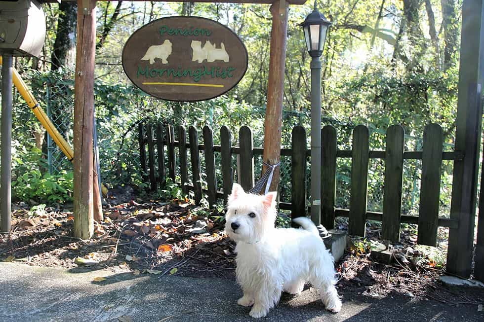 看板犬の悠（ゆう）くんも待ってます！