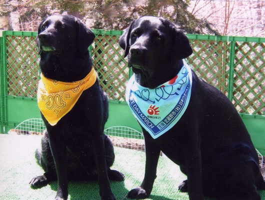 看板犬のベスちゃんとラナンちゃんがお出迎えしますよ！
