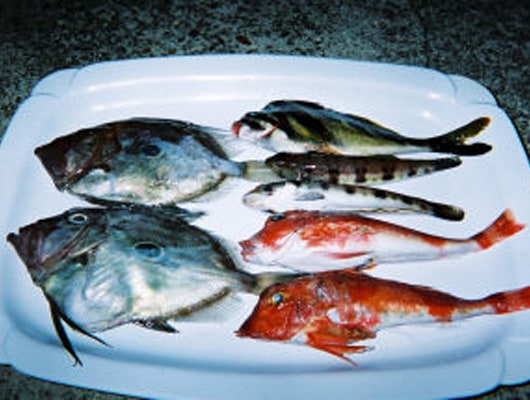 地元ならではの食材。