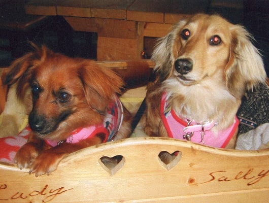 左から看板犬のレディちゃんとサリィちゃん。みなさまをお待ちしています。