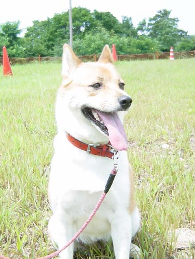 看板犬のさくらちゃん。高原ドッグランで走り回って、気持ちよさそう。