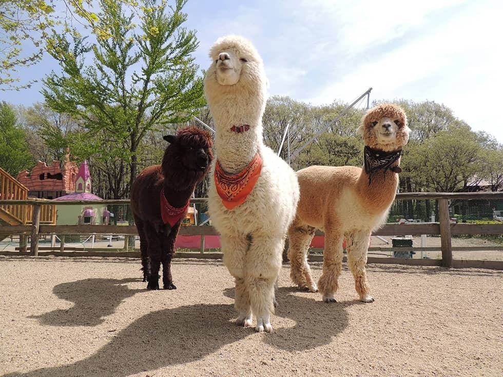 園内ではアルパカをはじめ、ヤギやヒツジなどの動物と ふれあい体験もできます