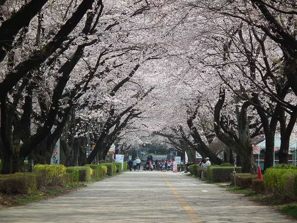 並木道は春は桜が咲き乱れます！