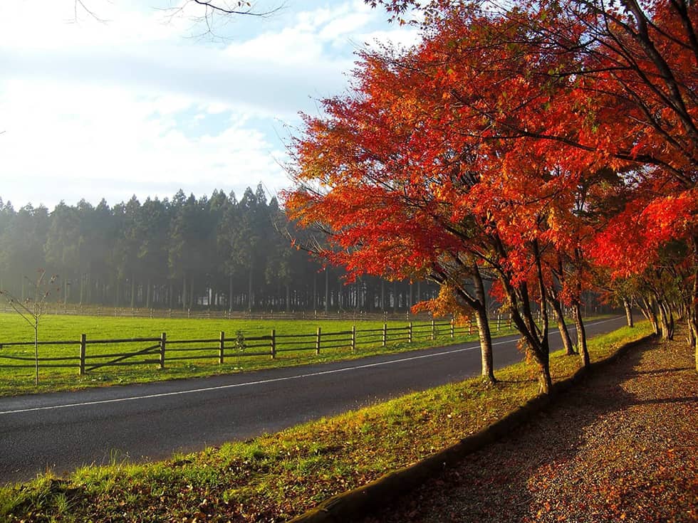 秋には紅葉で一面真っ赤に！