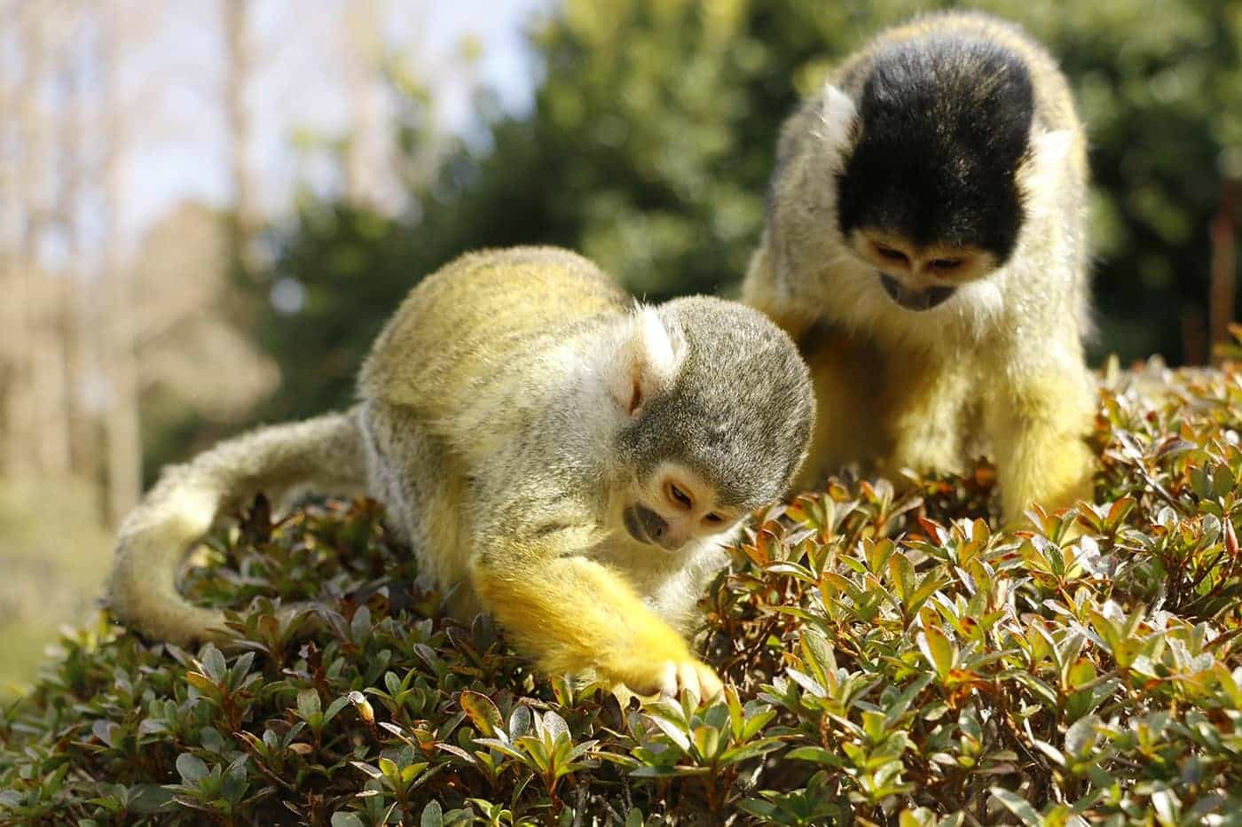 大室山のふもとに広がる動植物園