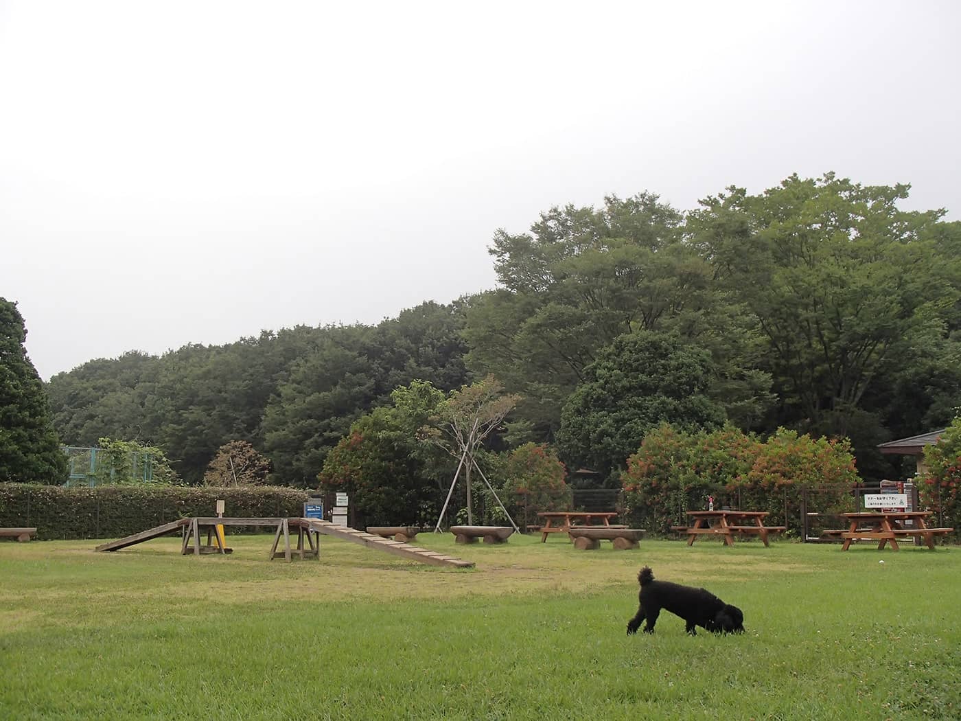 国営武蔵丘陵森林公園 ドッグラン 埼玉県 おでかけ情報 Honda Dog Honda