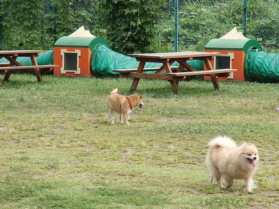 1,400平方メートルある小型犬専用エリア。ベンチに座ってひと休み。