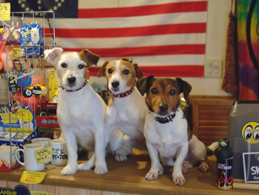 左から、看板犬のししまるくん、マーシャちゃん、アビーくん。