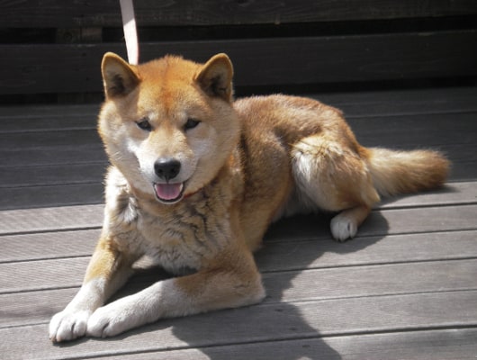 看板犬のぎゅうどんくん。