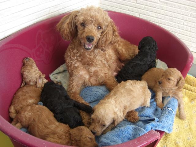 園内で産まれた子犬を間近に見ることが出来る子犬展示館