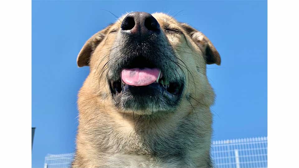 看板犬ミナトがお出迎えいたします♪