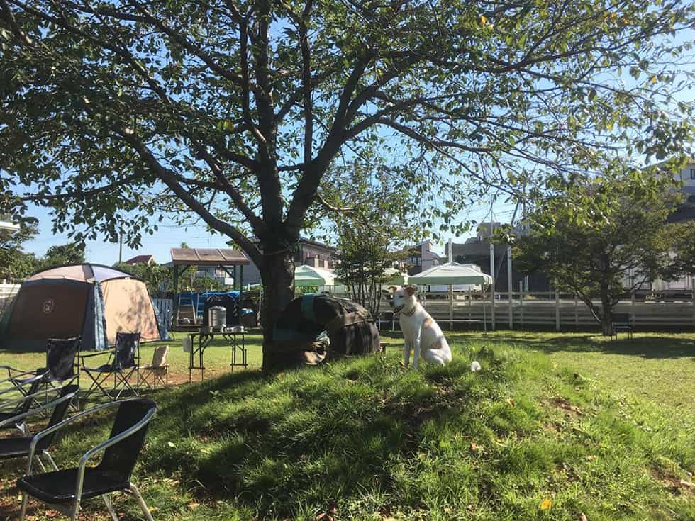 園内にはシンボルツリーの桜。スタッフ犬で営業部チョーのこたつ君