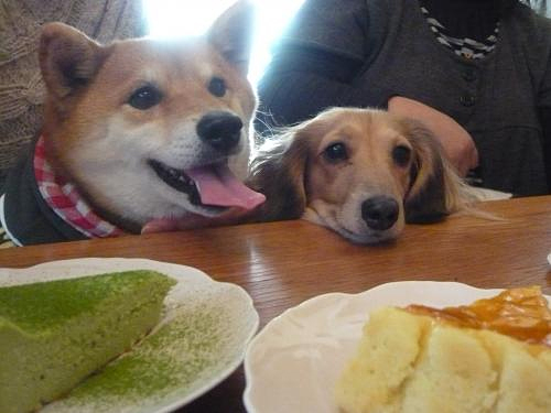 おいしそうな匂いに、わんこも笑顔？（わんこ用メニューはありません）