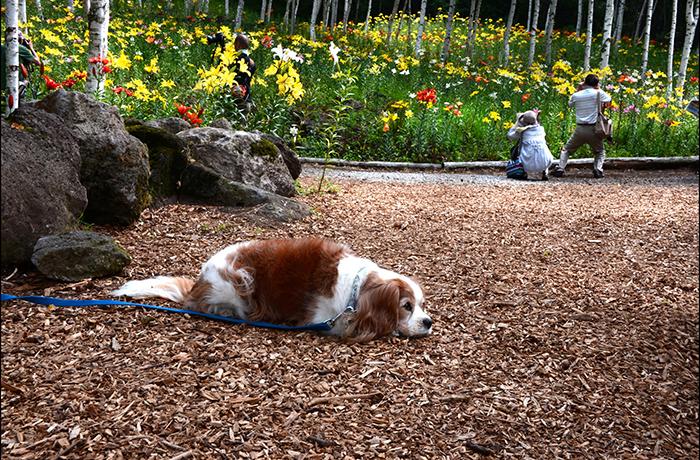花の里の遊歩道の一部はなんとウッドチップ敷き。わんこの足にもやさしいですね。