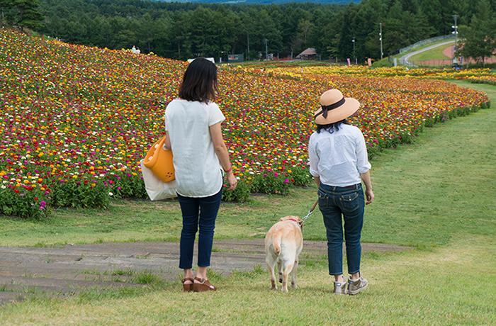 美しい花々を愛でながらわんこと散策！